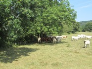 Cows in La Vast